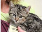 Adopt Helaena a Domestic Mediumhair / Mixed cat in Napa, CA (41491480)