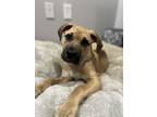 Adopt Ziggy a Tan/Yellow/Fawn Black Mouth Cur / Hound (Unknown Type) / Mixed dog