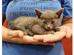 Adopt Anastasia a Gray or Blue Domestic Shorthair (short coat) cat in Parsons