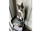 Adopt Sasuke a Gray or Blue Domestic Shorthair / Mixed (short coat) cat in