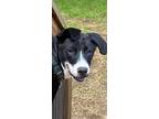 Adopt Brooks 3135 a Black - with White Labrador Retriever / Mixed dog in