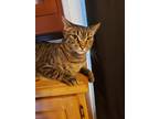 Adopt Marvin a Tiger Striped Domestic Shorthair / Mixed (short coat) cat in