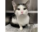 Adopt Elise a Domestic Shorthair / Mixed (short coat) cat in Aurora