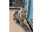 Adopt Amaya a Domestic Mediumhair / Mixed (medium coat) cat in Aurora