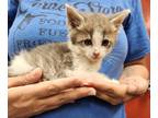 Adopt Jaq a Gray or Blue Tabby (medium coat) cat in Parsons, KS (41546154)