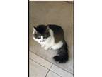 Adopt Kika a Calico or Dilute Calico Domestic Longhair / Mixed (medium coat) cat
