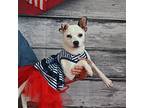 Adopt Piper a Mixed Breed (Medium) / Mixed dog in Rancho Santa Fe, CA (41546141)