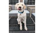 Adopt Luke a White Poodle (Miniature) / Mixed dog in Corona, CA (41546214)