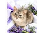 Adopt Peggy 29797 a Gray or Blue Domestic Longhair (long coat) cat in Joplin