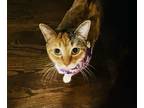 Adopt Luna a Calico or Dilute Calico Calico / Mixed (medium coat) cat in