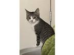 Adopt Hazelnut a Domestic Shorthair / Mixed (short coat) cat in Columbus