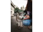 Adopt Chi a Gray/Silver/Salt & Pepper - with White Husky / Mixed dog in Downey