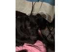 Adopt Beacon a Black Labrador Retriever / Mixed dog in Las Vegas, NV (41546195)