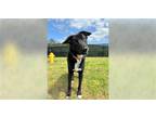 Adopt Maxwell a Black - with White Mixed Breed (Medium) / Mixed dog in