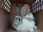 Adopt EARL GREY a Grey/Silver Other/Unknown / Mixed rabbit in Tacoma