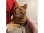 Adopt Sunflower a Orange or Red Tabby / Mixed (short coat) cat in Stuart