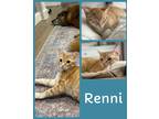 Adopt Renni a Orange or Red (Mostly) Domestic Shorthair (short coat) cat in