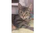 Adopt Band Director a Brown Tabby Domestic Shorthair / Mixed (short coat) cat in