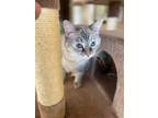 Adopt Cassoo a Tan or Fawn (Mostly) Siamese (short coat) cat in Las Vegas