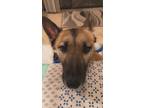Adopt Luna a Tan/Yellow/Fawn - with White Belgian Malinois / Mixed dog in