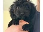 Adopt Yellow a Black Poodle (Miniature) / Lhasa Apso / Mixed dog in Hershey