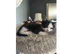 Adopt No name a Black & White or Tuxedo Tabby / Mixed (medium coat) cat in