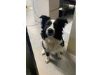 Adopt Tupup a Border Collie / Mixed dog in Kelowna, BC (41545785)