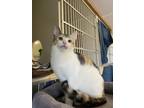 Adopt Steller a Domestic Shorthair / Mixed cat in Surrey, BC (41529832)
