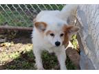 Adopt Yoda a White Pomeranian / Mixed dog in Wahiawa, HI (41545783)