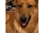 Adopt Thor a Red/Golden/Orange/Chestnut German Shepherd Dog / Mixed dog in