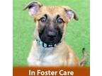Adopt Anny a Tan/Yellow/Fawn - with Black Shepherd (Unknown Type) / Mixed dog in