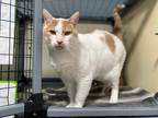 Adopt Simba a Domestic Shorthair / Mixed cat in Port Alberni, BC (41479053)