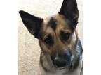 Adopt Abby a Black - with Tan, Yellow or Fawn German Shepherd Dog / Mixed dog in
