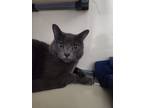 Adopt Chuma a Domestic Shorthair / Mixed cat in Port Alberni, BC (41545779)