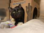 Adopt Astro a Domestic Shorthair / Mixed cat in Port Alberni, BC (41545778)