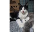 Adopt Tammi a Domestic Shorthair / Mixed cat in Port Alberni, BC (41539483)