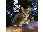 Adopt Ms. Majestic a Brown Tabby Domestic Shorthair / Mixed (short coat) cat in