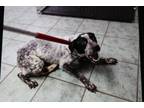 Adopt Chadwina a Black Australian Cattle Dog dog in Weatherford, TX (41545765)