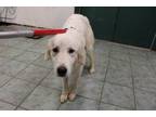 Adopt Khalasi a White Great Pyrenees dog in Weatherford, TX (41545764)
