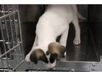 Adopt Sally a White Labrador Retriever dog in Weatherford, TX (41545760)