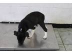 Adopt Sasha a Black Labrador Retriever dog in Weatherford, TX (41545759)