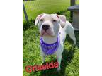 Adopt Griselda a White American Pit Bull Terrier / Mixed Breed (Medium) / Mixed