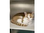 Adopt FETA a Orange or Red Domestic Shorthair / Mixed (short coat) cat in