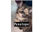 Adopt Penelope a Domestic Mediumhair / Mixed cat in Campbell River