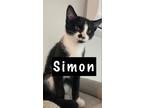 Adopt Simon a Domestic Shorthair / Mixed cat in Campbell River, BC (41544070)
