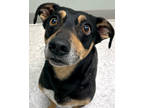 Adopt Rocko a Black Dachshund / Mixed Breed (Medium) / Mixed (short coat) dog in