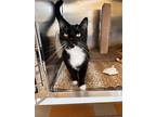 Adopt Sage a Domestic Shorthair / Mixed cat in Campbell River, BC (41545630)