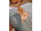 Adopt Yella a Orange or Red Domestic Shorthair / Mixed (medium coat) cat in