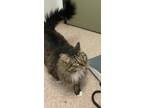 Adopt Kitters a Maine Coon / Mixed cat in Vancouver, BC (41545703)