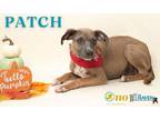 Adopt Patch a Tan/Yellow/Fawn Hound (Unknown Type) / Mixed Breed (Medium) /